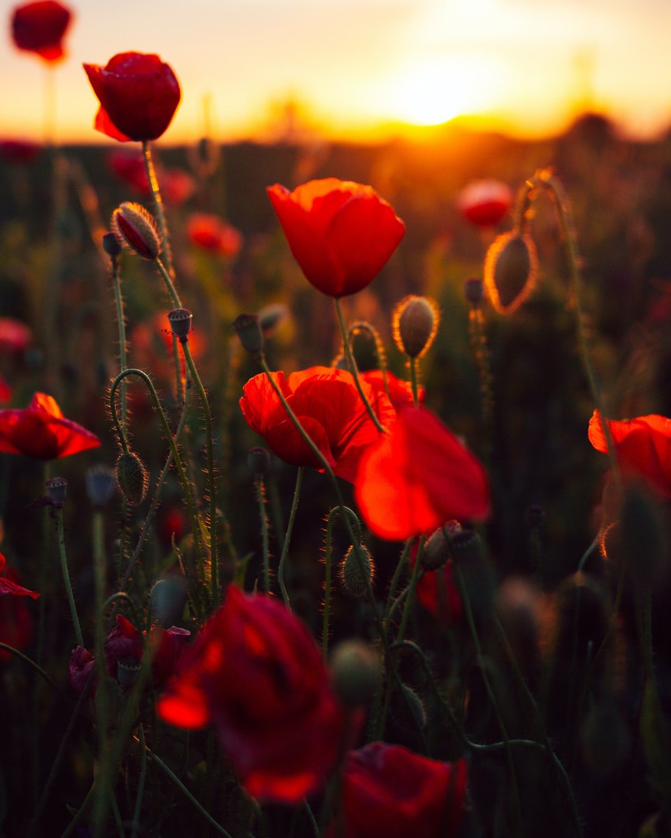 We’d like to take a moment this Anzac Day to acknowledge and thank all Australians who have served our country, past and present. 📷 We will remember them…Lest we forget. 📷 Anton Darius via @Unsplash #AnzacDay #AnzacDay2024 #WeWillRememberThem #LestWeForget #ProudlyAussie