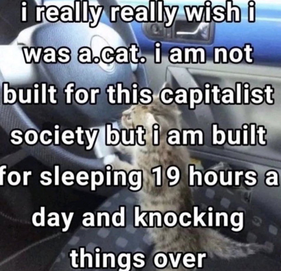 literallymecats's tweet photo. https://t.co/xUmBJBeRYk