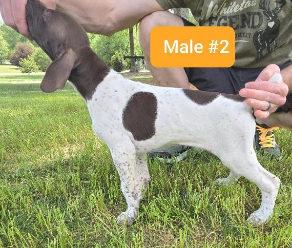 GSP PUPPIES dlvr.it/T5syPt on gundogcentral.com #gundogcentral #birddogs #gundogs