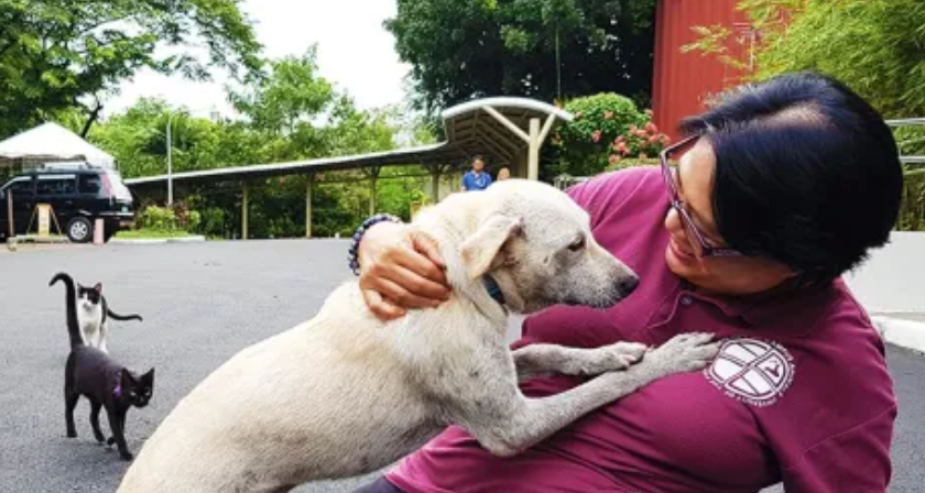 Dogs and cats are present in many of UP's constituent universities. Read about how they help members of the UP community cope with life's pressures, and how some hoomans are working to protect the lives of these furry friends. Read here: up.edu.ph/voices-for-the…