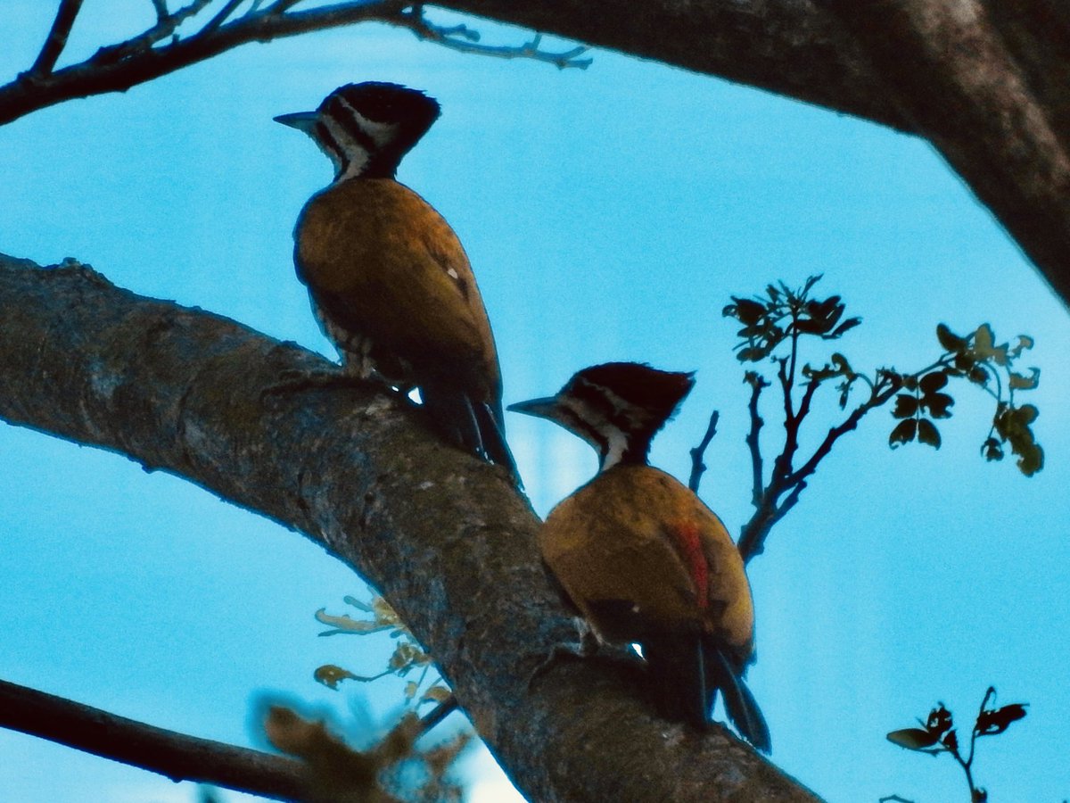 koolshark2's tweet photo. #commonflameback #collaredkingfisher: seeing double in #Singapore. #birding https://t.co/OP9JBSxoj8