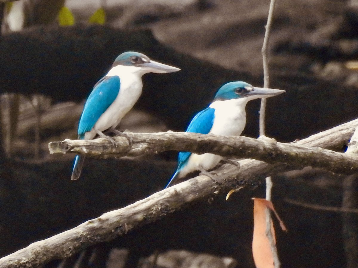 koolshark2's tweet photo. #commonflameback #collaredkingfisher: seeing double in #Singapore. #birding https://t.co/OP9JBSxoj8