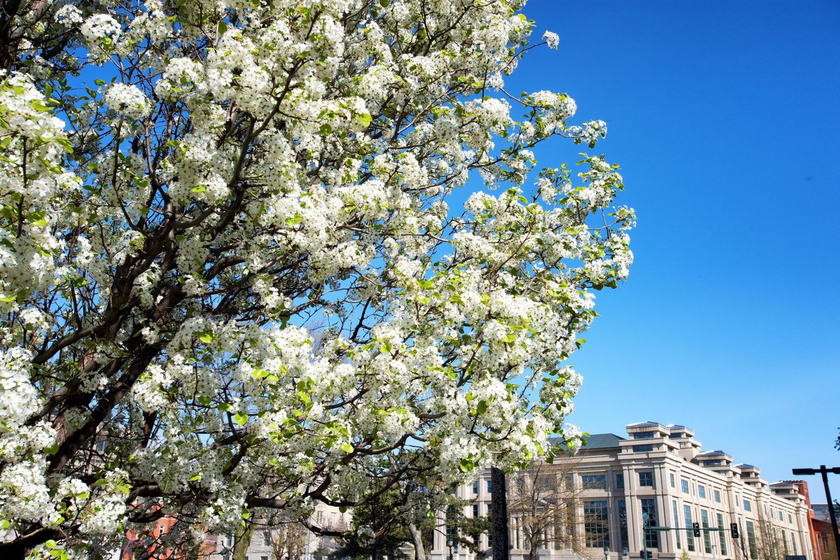 Just soaking in the beauty of campus on this Earth Day 🌎