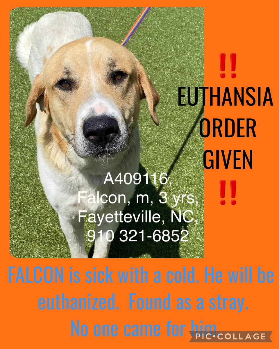 ‼️EUTHANSIA ORDER GIVEN ‼️ 

FALCON is sick with a cold. He will be euthanized.  Found as a stray. No one came for him. 

#A409116 
3 yr
Neutered
Hw+
Anatol Shep mix

Cumberland Conty Animal Services NC

#rescue #adopt #dogs #deathrowdogs #deathrow #codered #adoptdontshop #pledge