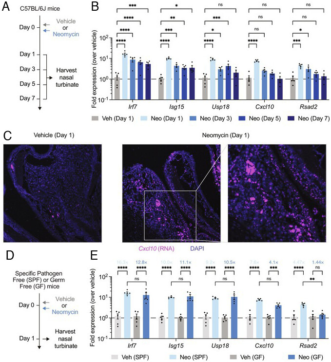 Intranasal neomycin, an antibiotic, protected mice and hamsters against COVID-19. Neosporin raised interferon expression in humans, suggesting potential prophylactic use. #COVID19 #Repurposing #Antibiotics Read the full study: pnas.org/doi/10.1073/pn… #ScienceTwitter