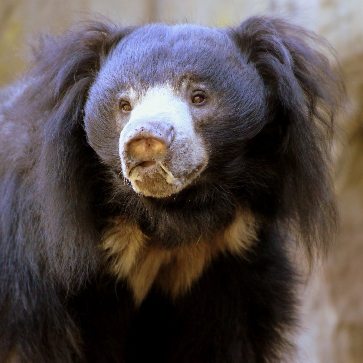 How is the sloth bear’s (Melursus ursinus) long hair used for protection? When this animal goes after termites, a key food source, longer hair helps prevent bites! It has another safeguard: when chowing down on insects: it’s also able to completely close its nostrils to avoid…