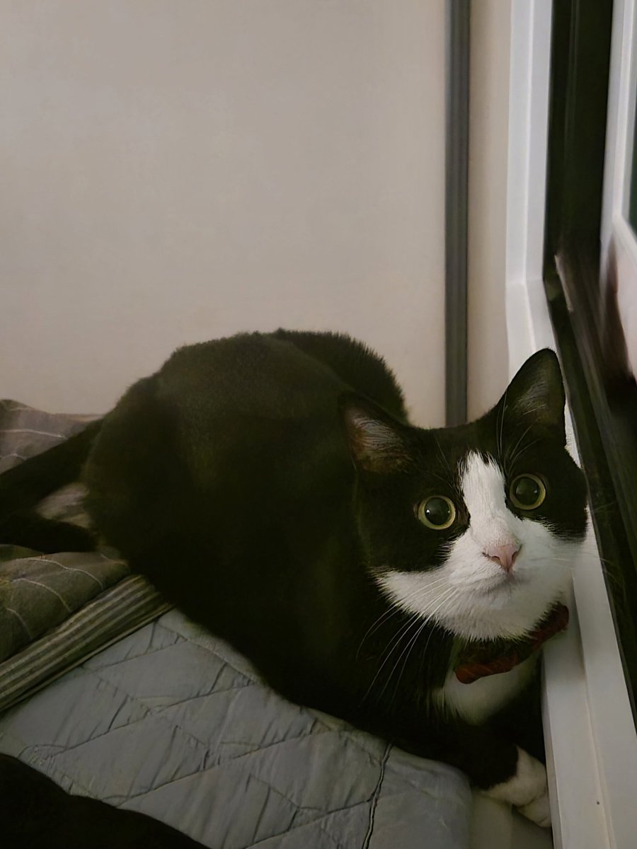 눈이 아주 똘망똘망 또랑또랑한게 밤만 되면 총기가 도는구나🥹