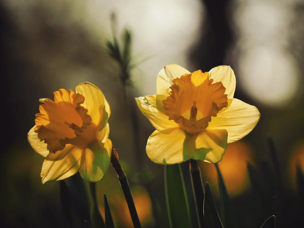 Some spring flowers for your #EarthDay feed. UW Arboretum, Madison, WI. #wiwx