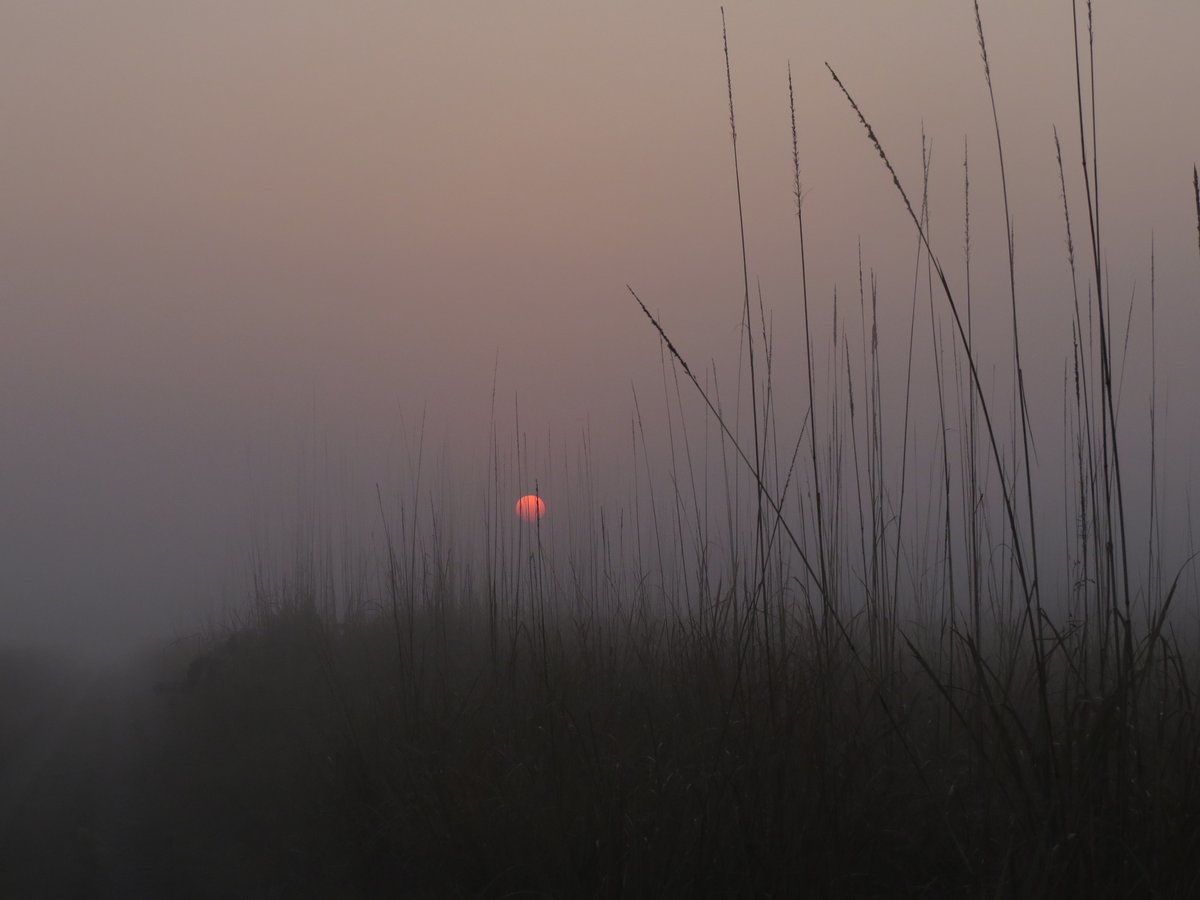 Happy Earth Day! Hope it's not too late to celebrate! Shuklaphanta grasslands🇳🇵, part of the same 🌏we live in --sunrise as seen from the planet earth 😀🙏