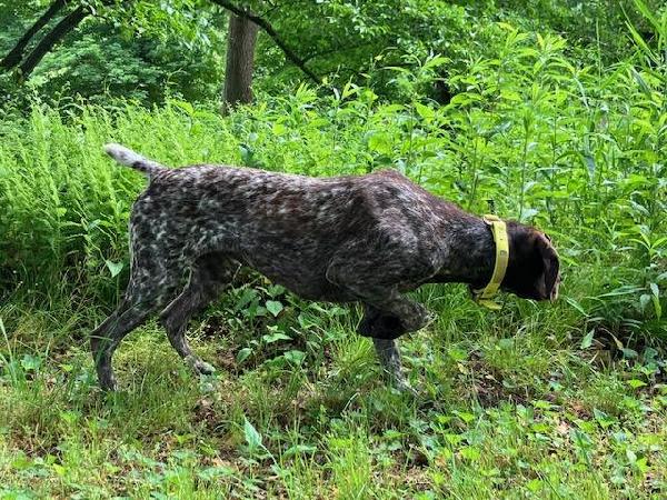 GERMAN SHORTHAIRED POINTER PUPPIES - RONA dlvr.it/T5szDy on gundogcentral.com #gundogcentral #birddogs #gundogs