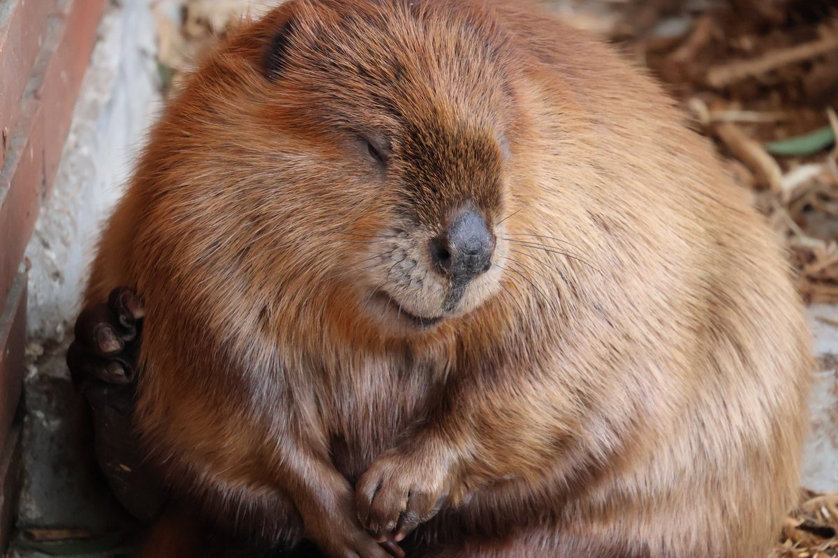 本当に美ーばーだねぇ

#アメリカビーバー
#beaver 
#羽村市動物公園
#チャル