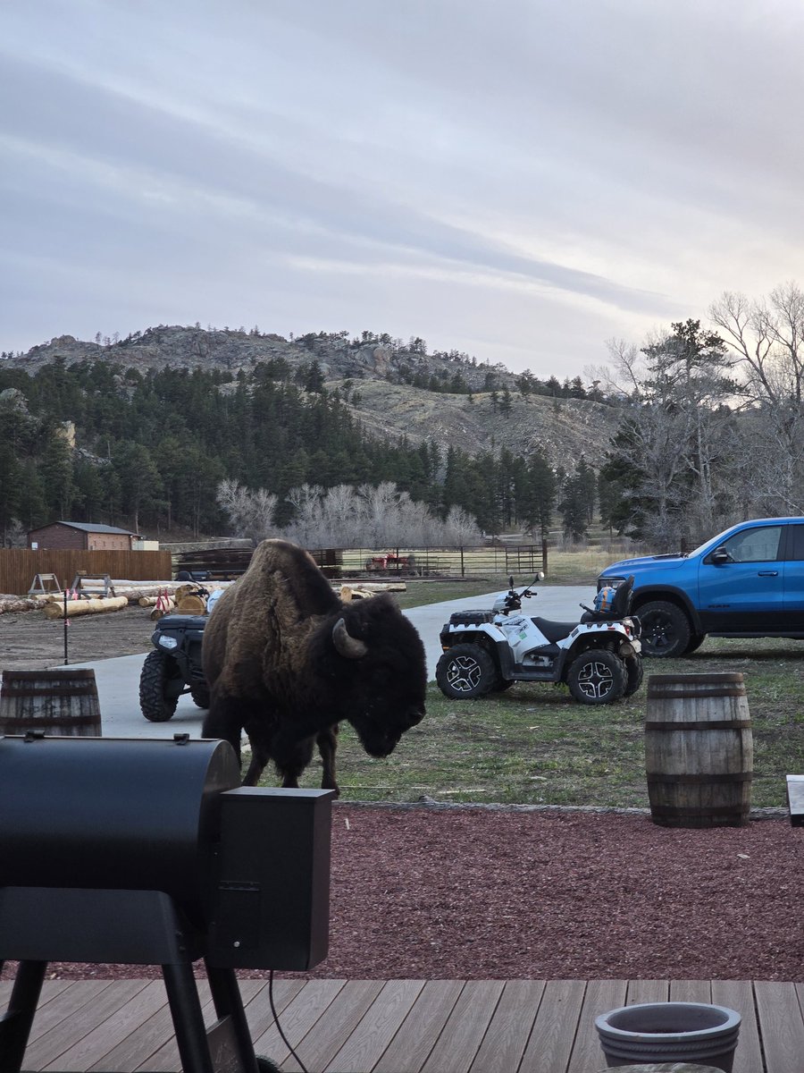 IOHK_Charles's tweet image. I've heard of a big iron on your hip, but a Bison on my step is a new one