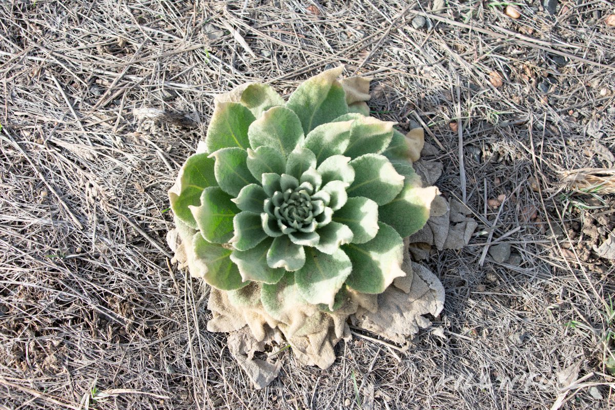 Beautiful.

#plant #nature #growth #green #natural #plantsmakepeoplehappy #botanical #NaturePhotography