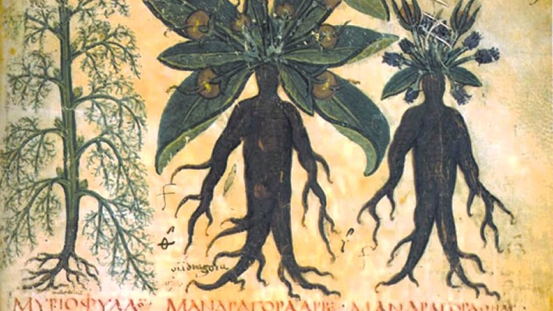 #WyrdWednesday In Medieval times monks used Mandrake Root in elixirs to cure all sorts of ailments, from ulcers to asthma to arthritis. It was thought to have magical properties, and today is refined into hyosine, the main preoperative sedative used in hospitals around the world.