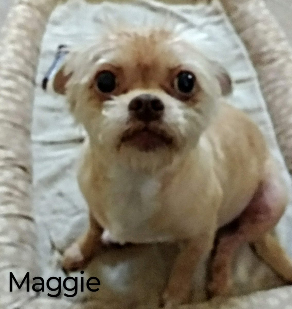 Maggie and De Kats tweet media