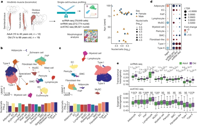 Multimodal cell atlas of the ageing human skeletal muscle @Nature nature.com/articles/s4158…