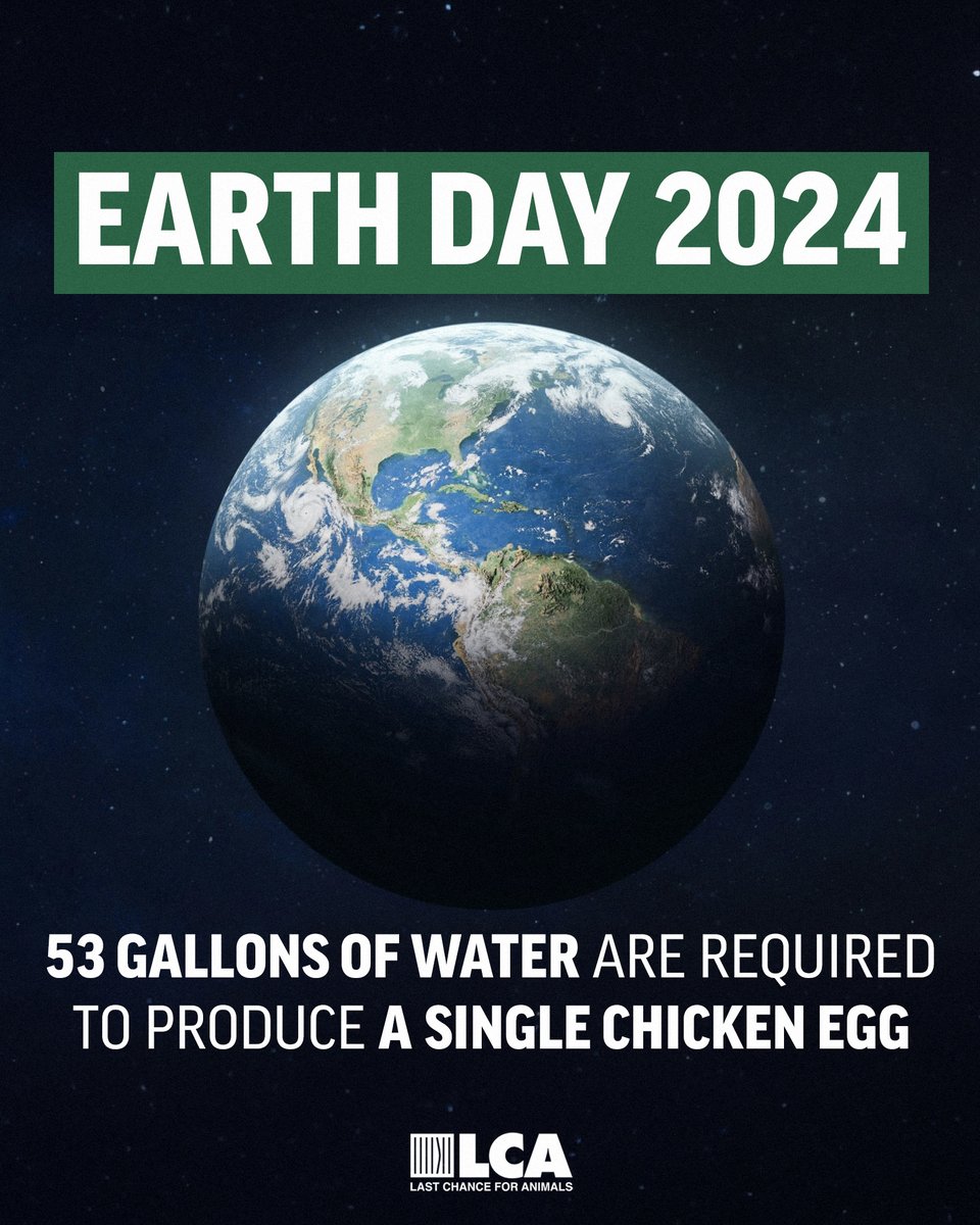 Did you know it takes 53 gallons of water to produce a single chicken egg? And household egg consumption is rising every year while our water resources are diminishing. There are better choices for the Earth and for You! #earthday #earthday2024 #earthday24