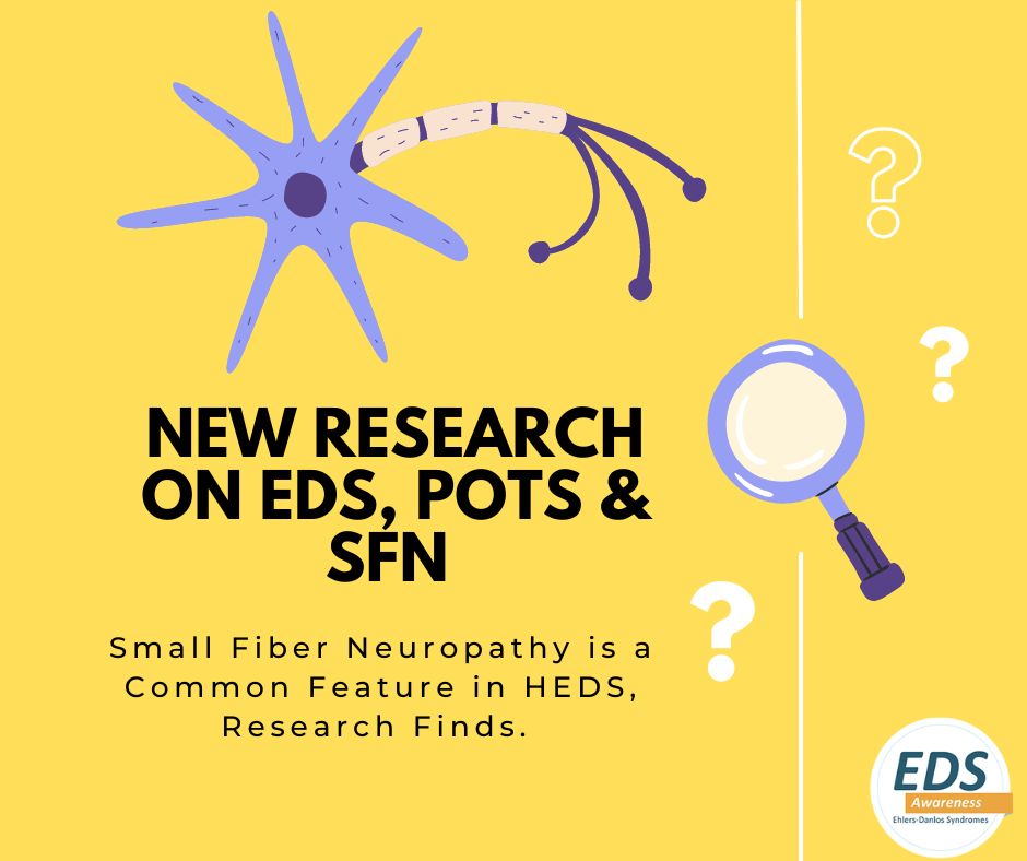 Small Fiber Neuropathy is a Common Feature in Hypermobile EDS, Research Finds buff.ly/4b87k4w (fixed link) #EhlersDanlos #EDS #hEDS #Hypermobility #HSD #MedEd #Doctors #NEISvoid #Zebras #CPP #Pain #Fibro