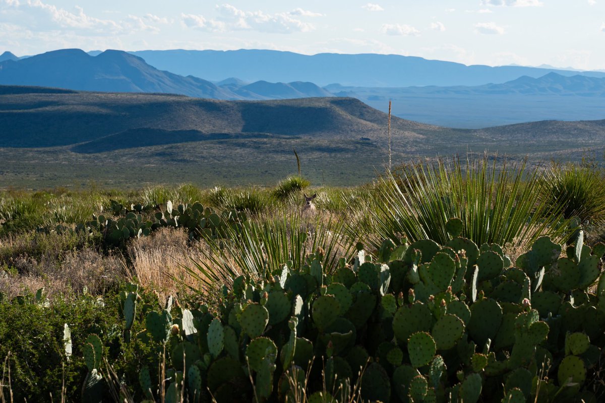 ¿Sabías que la Reserva Natural El Carmen es hogar de casi 2,000 especies de animales y plantas? 🦌 +400 especies de animales. 🌳 +1,500 especies de plantas. Así es como nuestro compromiso por proteger la biodiversidad y preservarla, se ve reflejado en La Reserva Natural El…