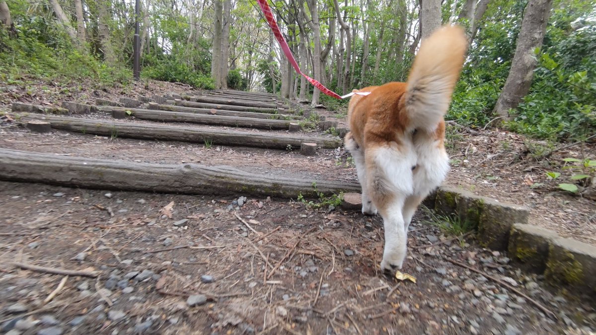 じゅんさいの池に散策　#柴犬　#ジュンサイってドコにあるの　#里山風公園