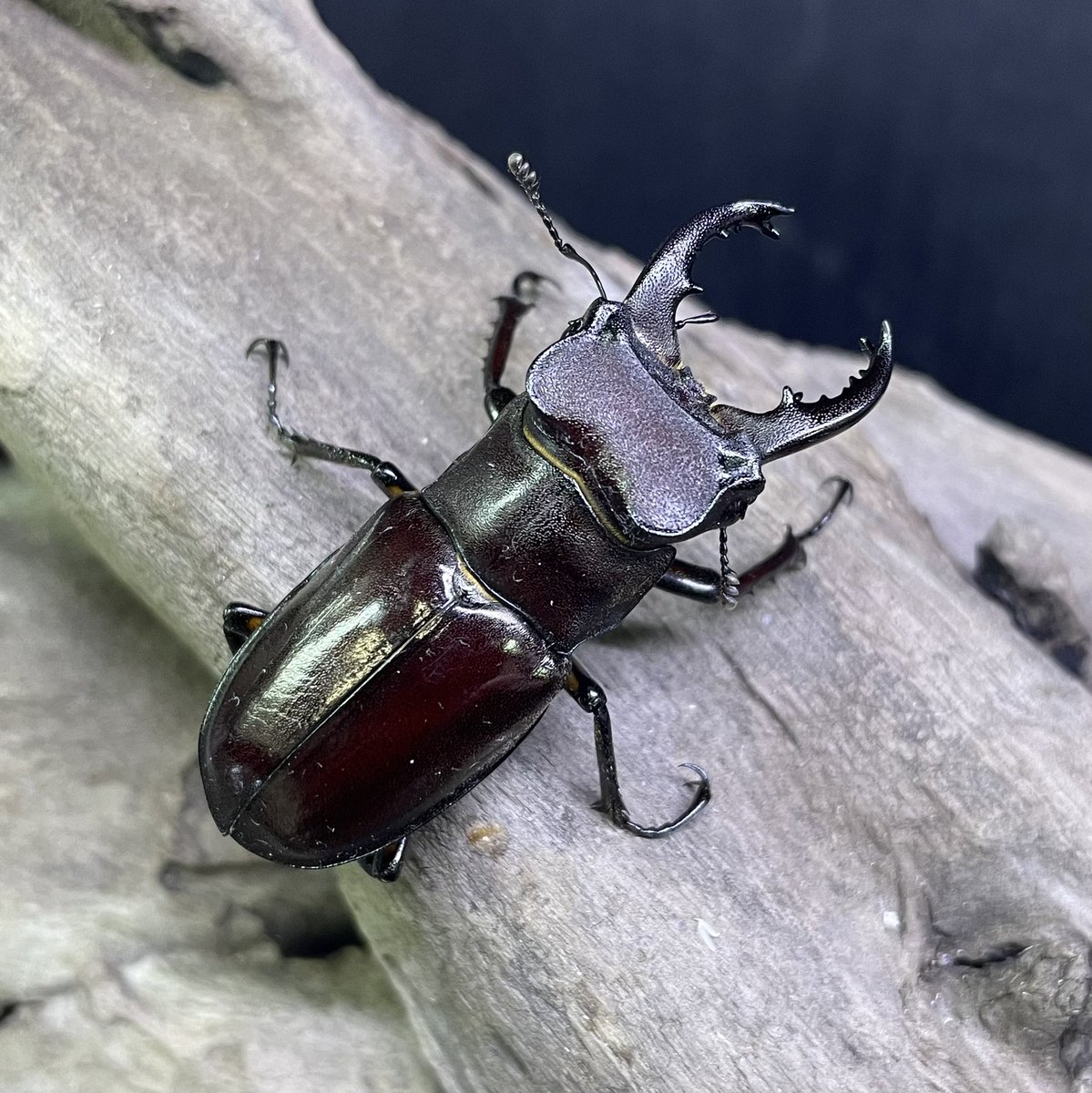 ✨新入荷飼育品生体✨

クロアシミヤマ原名亜種
Lucanus ogakii ogakii

2ペアのみ入荷しております❗️

その他にも台湾産の飼育品生体が色々と入荷しております、本日の夕方ごろから店頭に並べていきますので、気になる方は是非お越しください🙇‍♂️