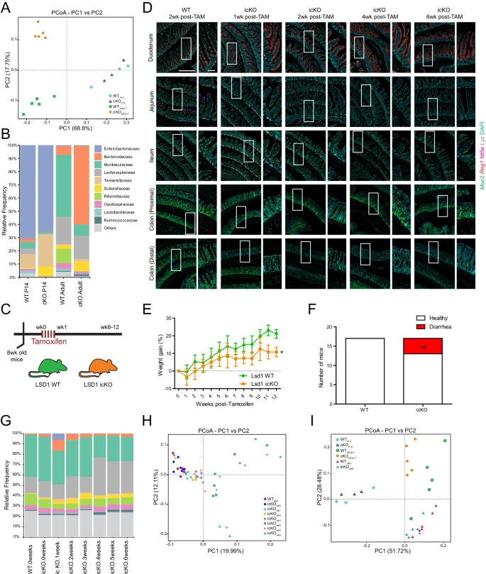 LSD1 drives intestinal epithelial maturation and controls small intestinal immune cell composition independent of microbiota in a murine model @MennoOudhoff nature.com/articles/s4146…
