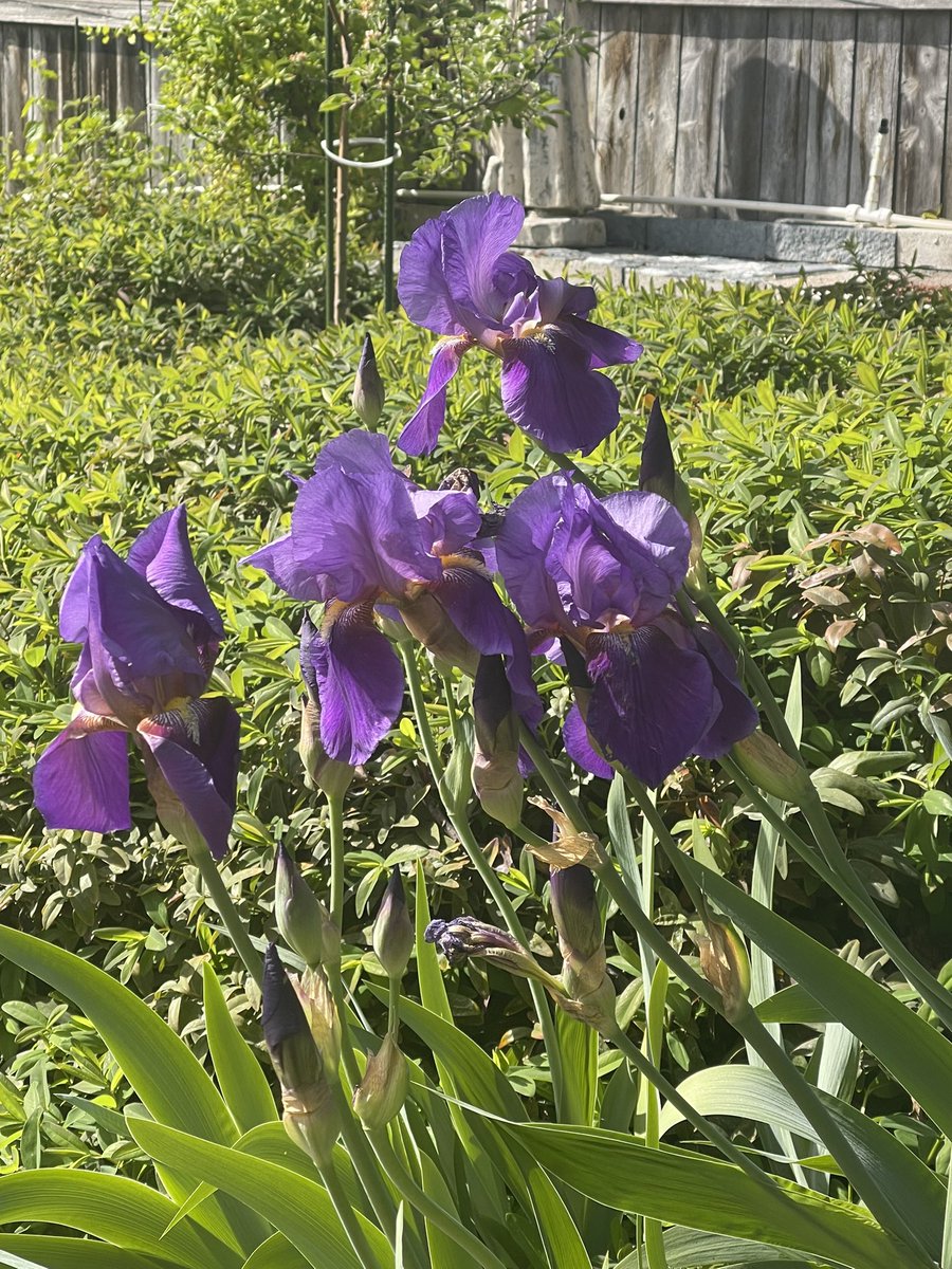 Happy one more “iris extravaganza” day A few particular beauties I picked (pic-ed‽) up today Hit 83° here Fortunately Fahrenheit, not Celsius 🫠 Your current dose of color on the violet wavelength Ie, purpliciousness 😊