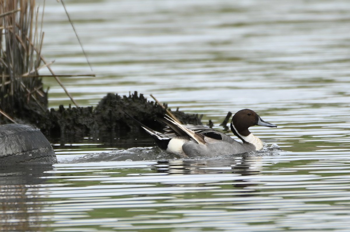 Northern Pintail out for a swim! 
#Duck #birding #birdphotography #bird #birds #birdwatching #NaturePhotography #naturephotographer #NatureLovers #NatureLove