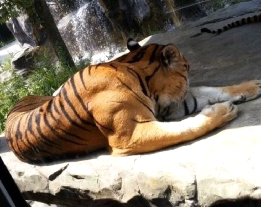 The muscles of a fully grown male tiger.