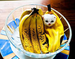 HumTinky's tweet image. ouehh    ooouuhhh    .    banana    ,     phoooone