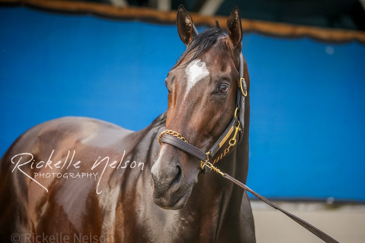 2024 Kentucky Derby contender, Just A Touch. The handsome Justify colt is trained by @bradcoxracing, owned by @Qatar_Racing , @rresoluteracing and @mdetampel, and ridden by @flothejock! #BringOn150 🌹🏇🏻🌹