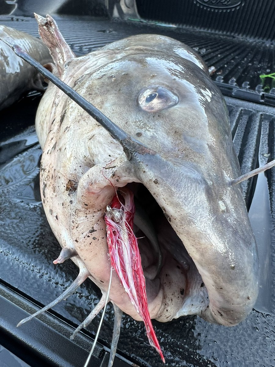 coachpass90's tweet photo. π¨π¨Got some catfish from the river! First time ever on a center pin reel.π¨π¨@lreichert23
#bestdayyet https://t.co/ugwxhffia4