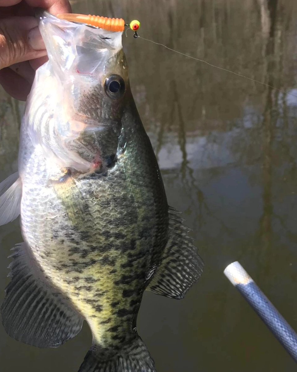 10_4Tackle's tweet photo. Heard white bass was on fire in the midwest. These little guys work great for crappie, white bass and perch.

PM to purchase or visit our website:
https://t.co/dxTNMCrQVs

#whitebass #crappiefishing #customfishinglures #10_4Tackle #10_4Blitzgrub #midwestfishing  #panfishbaits https://t.co/xlwW3XZha1