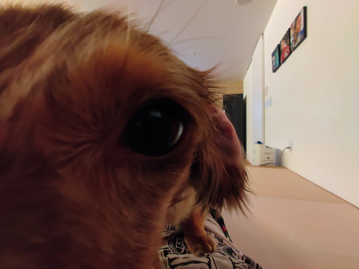 wataru110's tweet image. 寄る寄る

#ミニチュアダックス 
#短足部