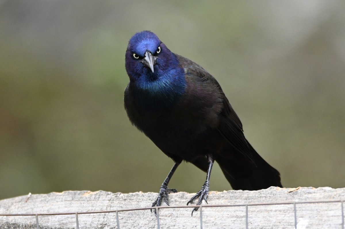 Common Grackle with some attitude!! 
#bird #birding #birds #birdwatching #birdphotography #NaturePhotography #NatureBeauty #NatureLovers #naturephotography #naturephotographer