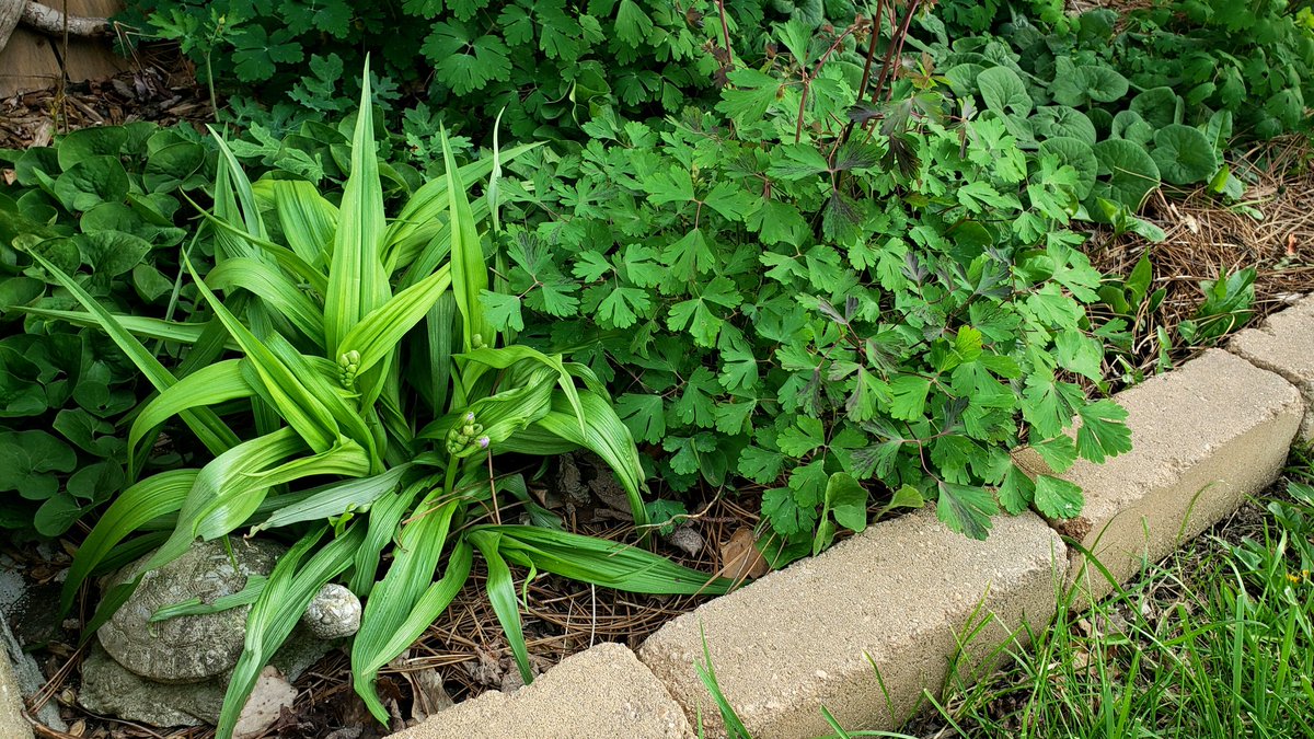 Budding monocot magic. Woodland Spiderwort (Tradescantia ernestiana) in the north garden. #WhatYouPlantMatters #GrowNative #nativeplants #naturallandscape
