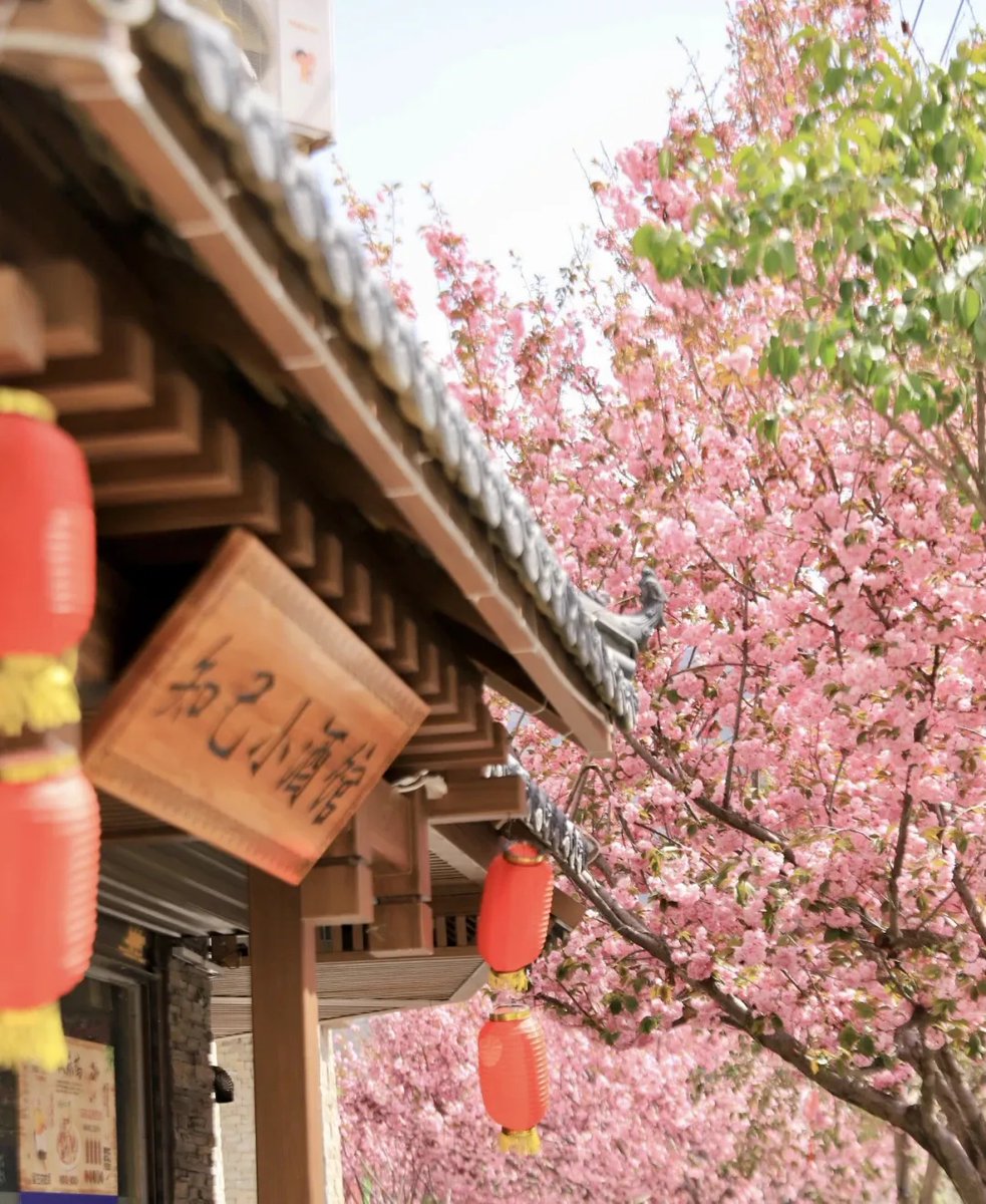 ExploreGansu's tweet photo. 🌺🌺🌺The blooming pink flowers in Longnan, #Gansu province, have transformed the city into a spring paradise. #GansuBlooms #SpringinGansu #GansuBeauty #VisitGansu https://t.co/omsafrM6ns