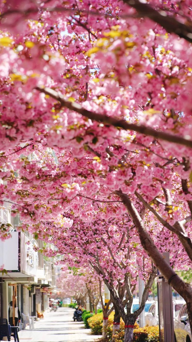 ExploreGansu's tweet photo. 🌺🌺🌺The blooming pink flowers in Longnan, #Gansu province, have transformed the city into a spring paradise. #GansuBlooms #SpringinGansu #GansuBeauty #VisitGansu https://t.co/omsafrM6ns