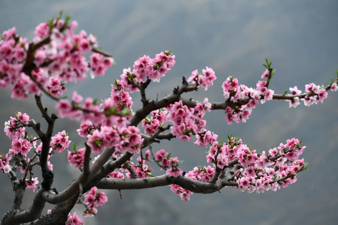 ExploreGansu's tweet photo. 🌺🌺🌺The blooming pink flowers in Longnan, #Gansu province, have transformed the city into a spring paradise. #GansuBlooms #SpringinGansu #GansuBeauty #VisitGansu https://t.co/omsafrM6ns