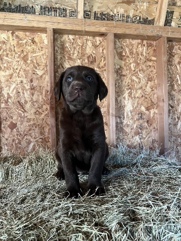 AKC LABRADOR PUPPIES dlvr.it/T5t1kq on gundogcentral.com #gundogcentral #birddogs #gundogs