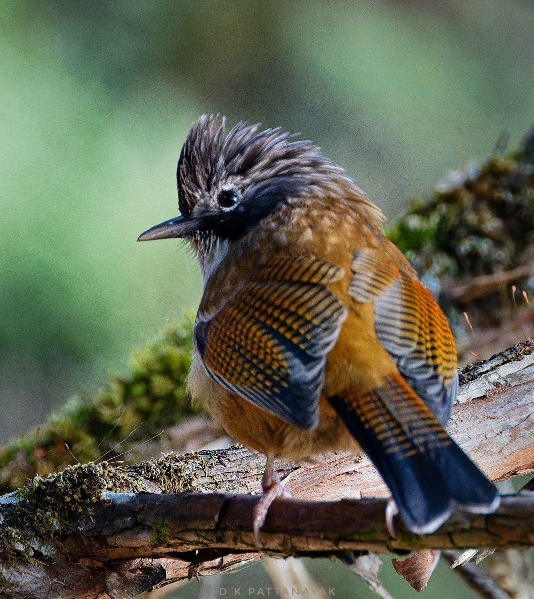 dkpattanayak's tweet photo. The heart-warming glance of the Hoary-throated Barwing (Actinodura nipalensis) on a cold late December morning in #lachen #sikkim #india.
#IndiAves #ThePhotoHour #BBCWildlifePOTD #natgeoindia @aviantrips https://t.co/FYoDxkCerL