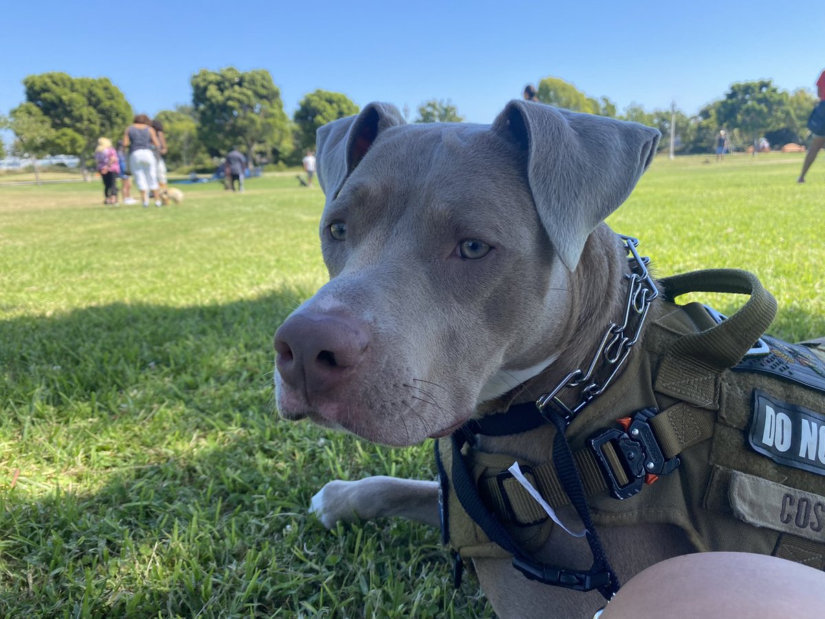 sarahbrehh's tweet photo. As a dog mom of 3 (2 working line Belgian mals &amp; 1 rescue pittie) I just want to say I will ABSOLUTELY PUNT a fucking child who is antagonizing my dogs. If mine bite it’s “that dog needs to be put down” but if a dirty crotch goblin is aggressive it’s “they’re just a child”. No. https://t.co/6xXadyAjjZ