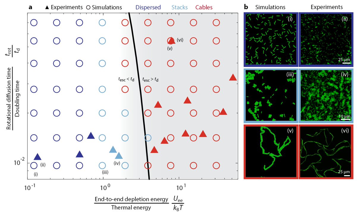 TheSquishyLab's tweet photo. This criterion quantitatively captures all the experimental data [state diagram below]. Thus, not only does our work reveal a pivotal role of polymers in shaping bacterial life—it also yields a simple biophysical rule to predict &amp; control this form of colony morphogenesis! [9/10] https://t.co/9cqUdxshoz