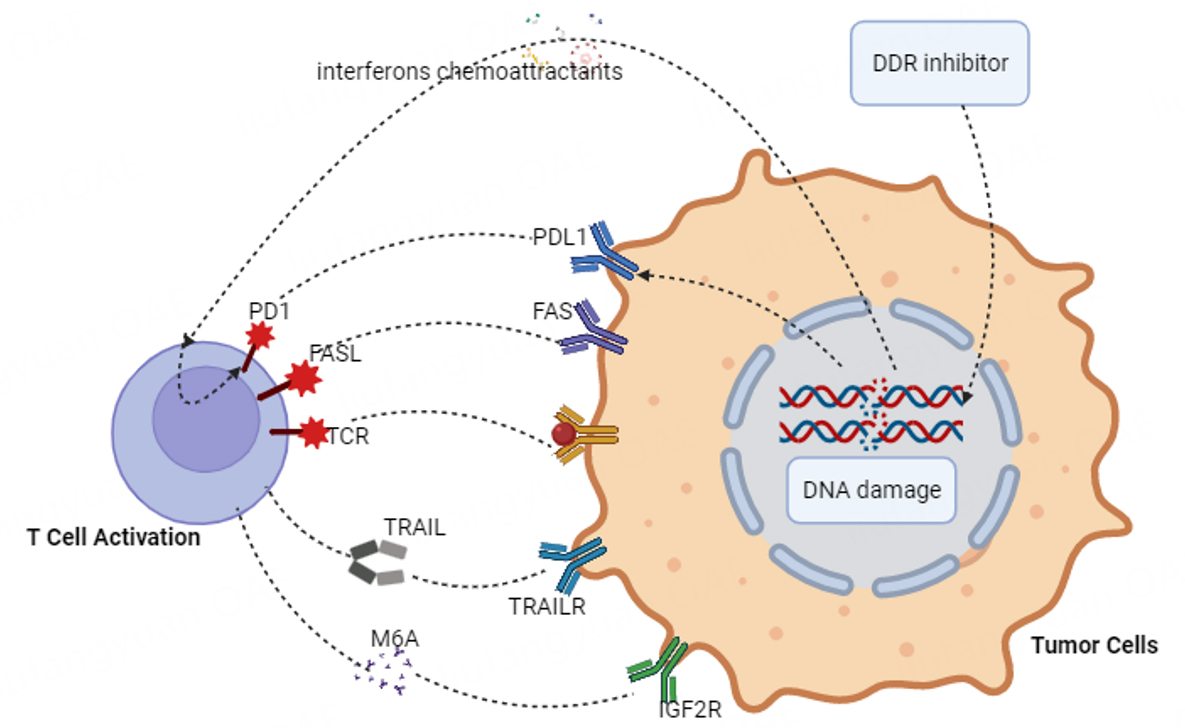 This article primarily describes the #immunotherapy of #HCC and compiles the research findings and advancements in clinical applications of combined immunotherapy with #DDRis. Online: oaepublish.com/articles/2394-… PDF: f.oaes.cc/xmlpdf/d3d809e…