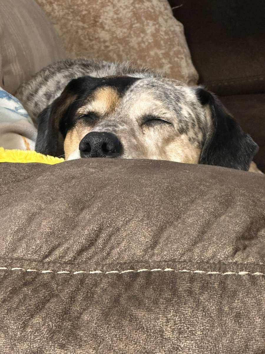 Just walked in the door to this cute little stinker. She’s had a tough day of being cute, oh lilo 🫶🏽🫶🏽❤️ #mauithebusdriver