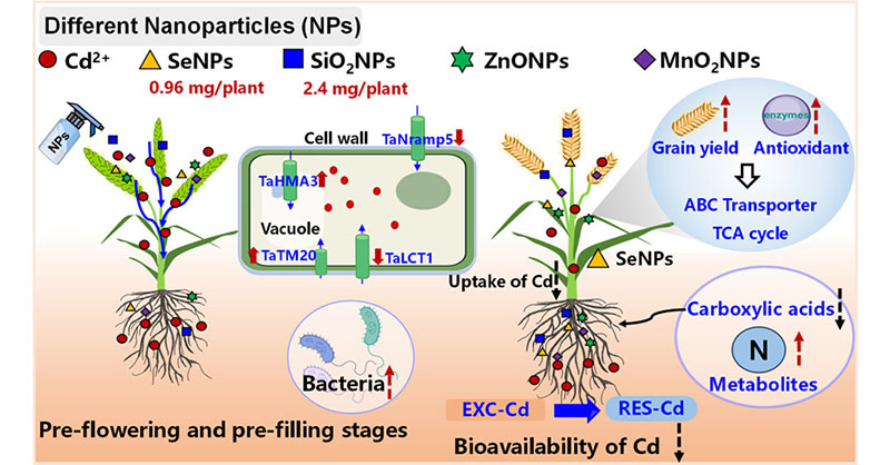 Foliar application of SeNPs and SiO2NPs in wheat plants reduced cadmium uptake, increased leaf #antioxidant levels, reduced soil #cadmium levels, and promoted the growth of beneficial soil microorganisms. #heavymetalstress 

Read this ES&T article: go.acs.org/924