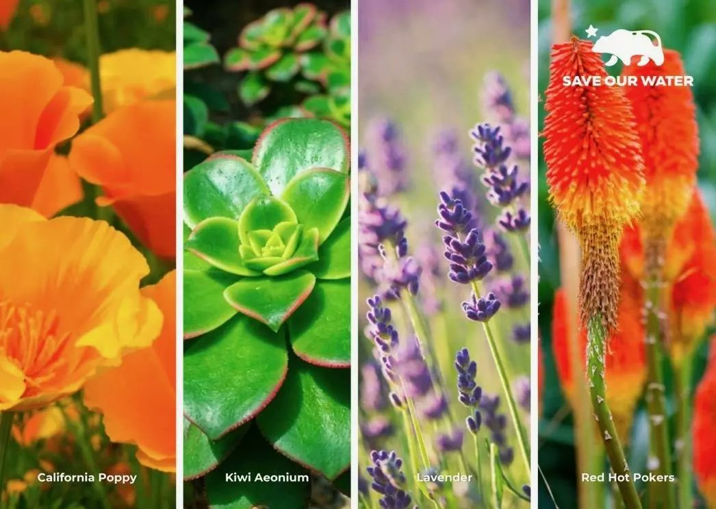 wayresourcectr's tweet photo. Visit https://t.co/yhmoEjz26T for more information. 💦
🌷🌸 🐝🌳✅

#heatwave #extremeheatwave #OCPSC
#heatwaveprep #saveourwater #inthehighdesert #conservewater #heatwave #highdesert #Victorville #applevalley #springvalleylake #HeatreadyCA #inthehighdesert #nonprofit https://t.co/7cj2KDAlAQ