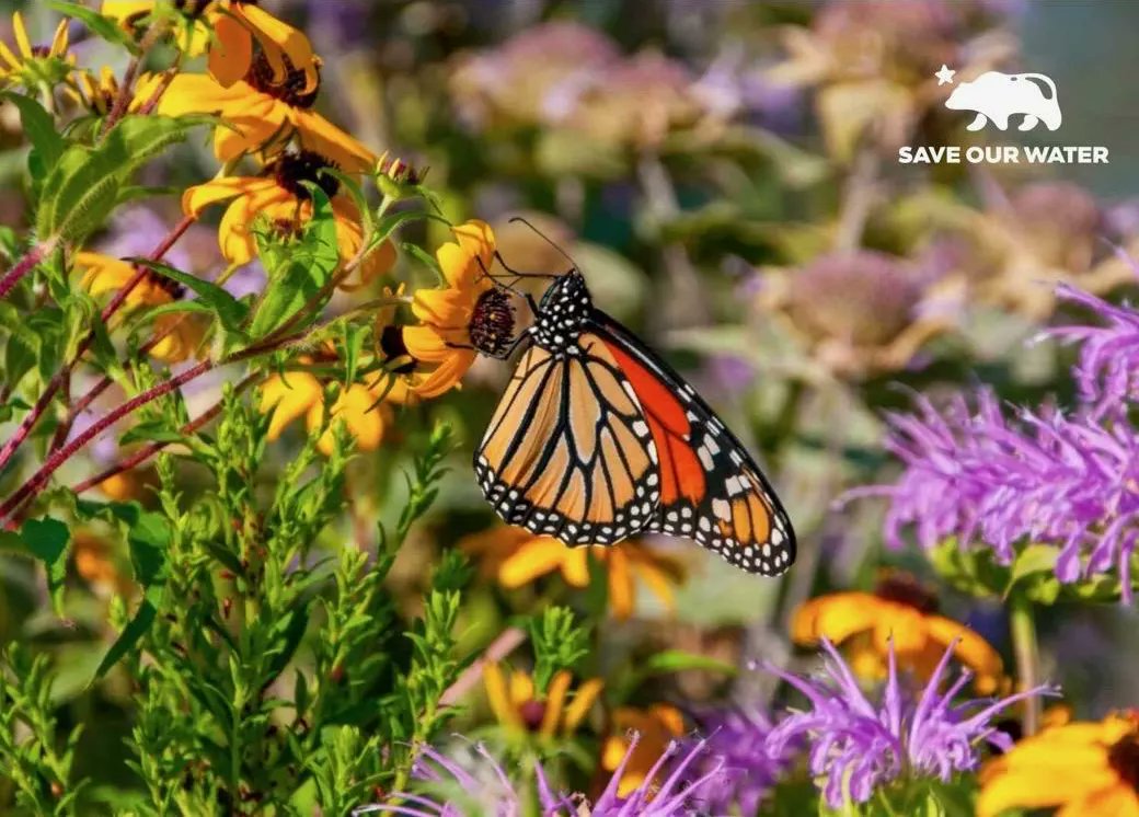 wayresourcectr's tweet photo. Visit https://t.co/yhmoEjz26T for more information. 💦
🌷🌸 🐝🌳✅

#heatwave #extremeheatwave #OCPSC
#heatwaveprep #saveourwater #inthehighdesert #conservewater #heatwave #highdesert #Victorville #applevalley #springvalleylake #HeatreadyCA #inthehighdesert #nonprofit https://t.co/7cj2KDAlAQ