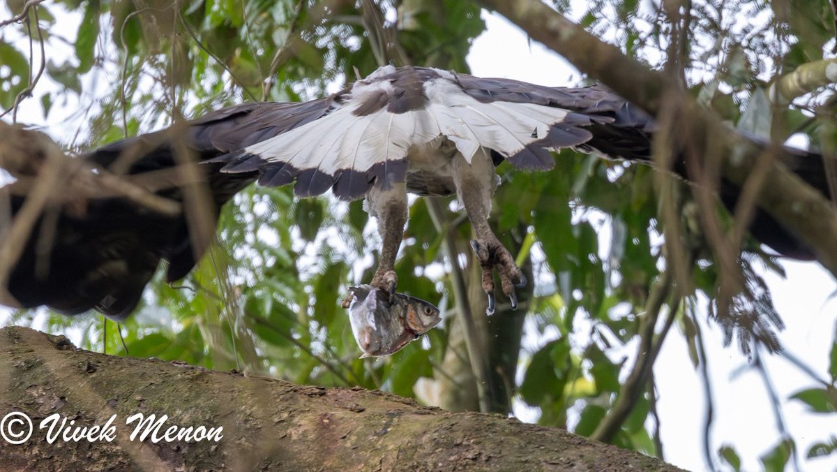 Back to India after weeks in Southern Africa. Still working on pix but why not show you this beautiful Grey-headed Fish Eagle with a fish from @kaziranga_ ! Told from the Lesser by being bigger & more rufous except the head (Lesser is grey) & the tail with its band! @IndiAves