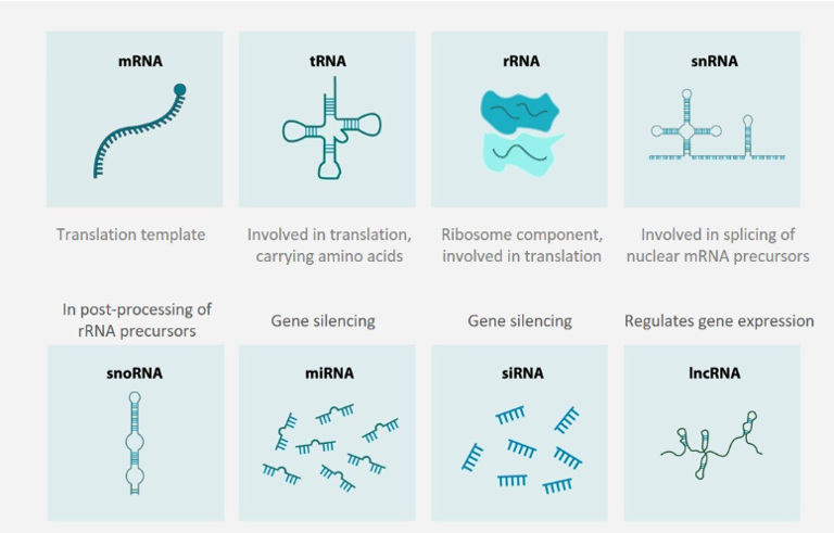 BOCSciences's tweet photo. Unlock the potential of RNA synthesis, modification, and more with our cutting-edge services! Accelerate your research and drive discoveries forward. Learn more: https://t.co/5shI44rXdi
#RNATechnology #BOCSciences https://t.co/Zj22r4V0J5